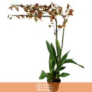 ONCIDIUM COLMANARA P15