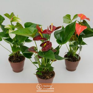 ANTHURIUM VARIADO P12