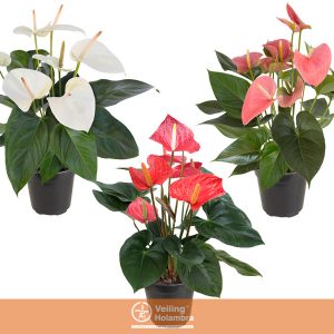 ANTHURIUM VARIADO P17