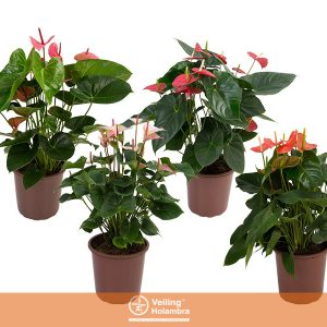 ANTHURIUM VARIADO P36