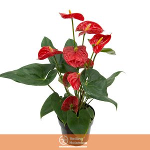 ANTHURIUM P17 VERMELHO