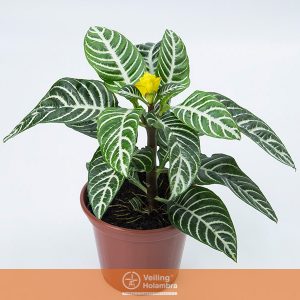 APHELANDRA P12 COM FLOR