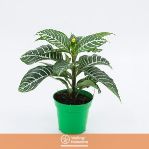 APHELANDRA P13 COM FLOR