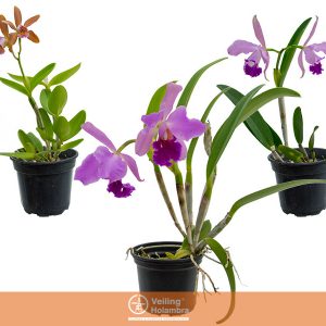 ORQUIDEA CATTLEYA P15