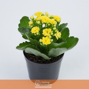 KALANCHOE DOBRADO MINI P09 AMARELO