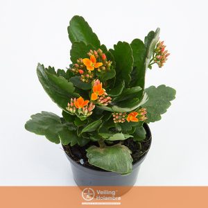 KALANCHOE DOBRADO MINI P09 LARANJA