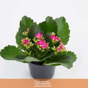 KALANCHOE DOBRADO MINI P09 ROSA