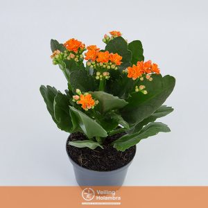 KALANCHOE DOBRADO P11 LARANJA