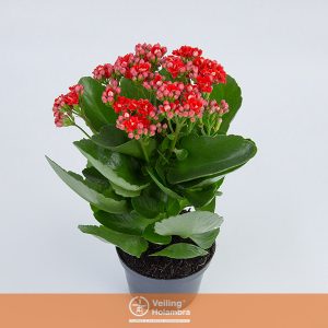 KALANCHOE DOBRADO P11 VERMELHO