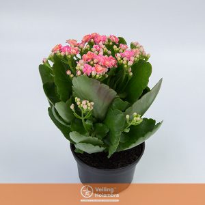 KALANCHOE DOBRADO P11 PINK