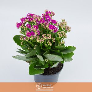 KALANCHOE DOBRADO P11 LILAS