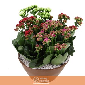 KALANCHOE DOBRADO C21