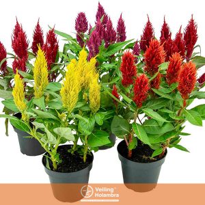 CELOSIA VARIADO P15