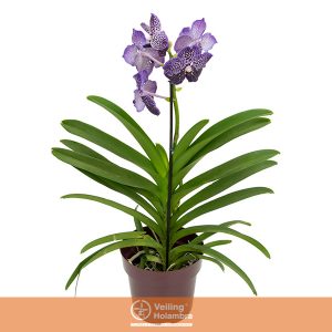 ORQUIDEA VANDA P16 VARIADO