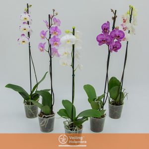 PHALAENOPSIS P12 MIN 8 FLS