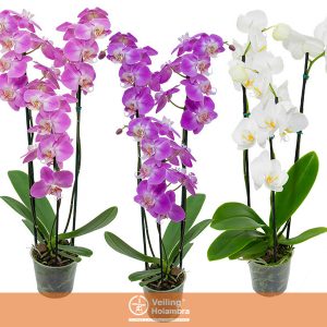 PHALAENOPSIS P12 3 HT