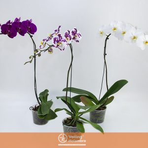 PHALAENOPSIS P15 MIN 11 FLS