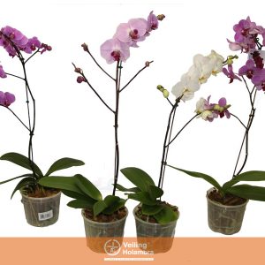 PHALAENOPSIS P15 PERFILHADA