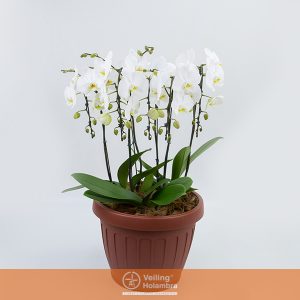 PHALAENOPSIS P40 3 PLANTAS 6 HT