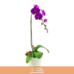 PHALAENOPSIS P20 BASIC COLORIDO