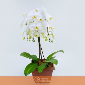 PHALAENOPSIS P30 QUADRADO FONTANA