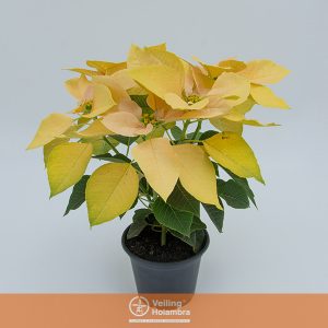 POINSETTIA P14 BRANCO