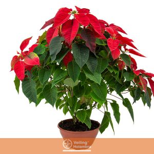 POINSETTIA C21 VERMELHO