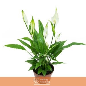 SPATHIPHYLLUM 3 FLORES P11 MIN 3 HT COM FLOR