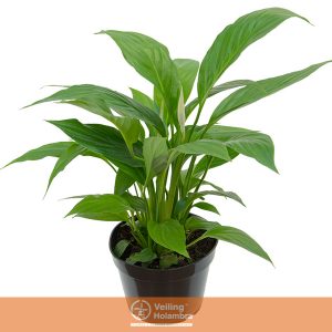 SPATHIPHYLLUM COM FLOR P13 COM FLOR