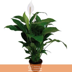 SPATHIPHYLLUM COM FLOR P19 COM FLOR