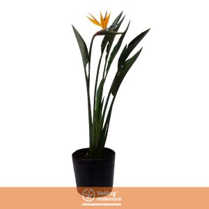 STRELITZIA TR1 8L