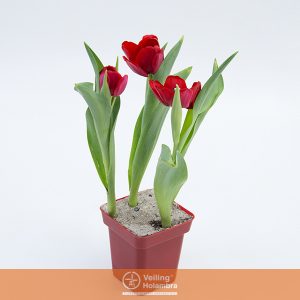 TULIPA VERMELHO P12 QUADRADO VERMELHO