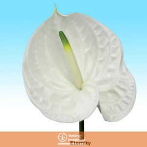 ANTHURIUM ETERNITY 6/7.5 025 CM DIAM MIN 6 CM BRANCO