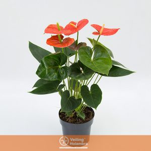 ANTHURIUM MISSOURI P17