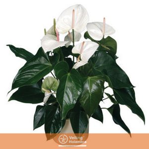 ANTHURIUM SUMI P17