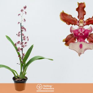 ONCIDIUM SHARRY BABY P15