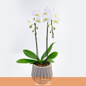 PHALAENOPSIS P17 ONIX DECORADO MIX