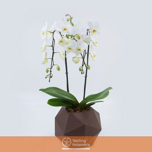 PHALAENOPSIS P21 QUARTZO DECORADO