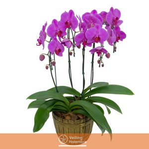 PHALAENOPSIS P23 TINA 2 PLANTAS DECORADO