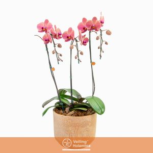 PHALAENOPSIS P23 SIENA 2 PLANTAS 3 HT DECORADO MIX