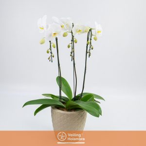 PHALAENOPSIS P24 DIAMANTE 2 PLANTAS 3 HT DECORADO