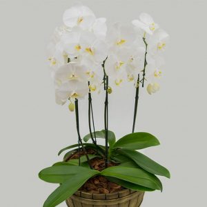 PHALAENOPSIS P36 TINA 2 PLANTAS DECORADO