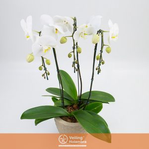 PHALAENOPSIS P37 VASO CITRINO 3 PLANTAS 6 HT DECORADO