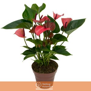 ANTHURIUM PINK LOVE P15