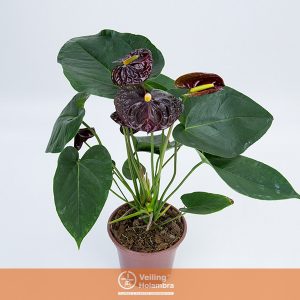 ANTHURIUM BLACK QUEEN P15