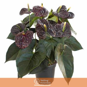 ANTHURIUM BLACK QUEEN P17