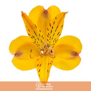 ALSTROEMERIA SENNA 080 CM