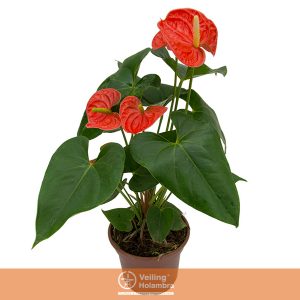 ANTHURIUM MADURAL P15 LARANJA