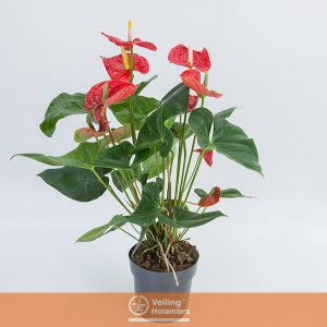 ANTHURIUM MADURAL P17 VERMELHO