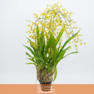 ONCIDIUM SPHACELATUM P15